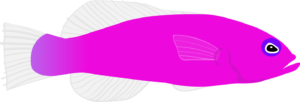 pseudochromis porphyreus - O pulo do góbio