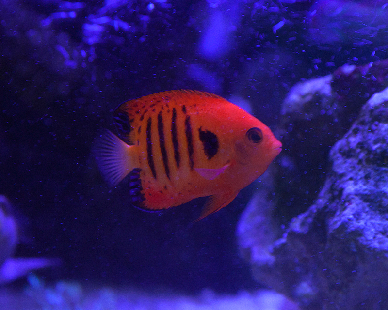 Flame Angel (Centropyge loriculus)